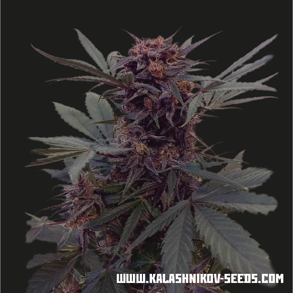 Auto Babushka Black fem, Kalashnikov Seeds