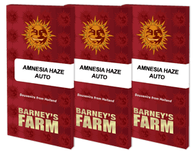 Auto Amnesia Haze feminised, Barney's Farm