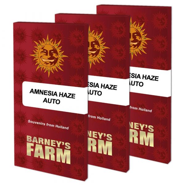 Auto Amnesia Haze feminised, Barney's Farm