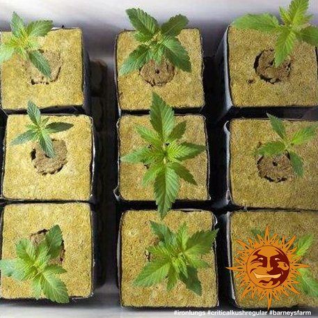 Critical Kush, Barney's Farm