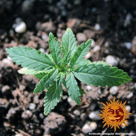 Critical Kush, Barney's Farm