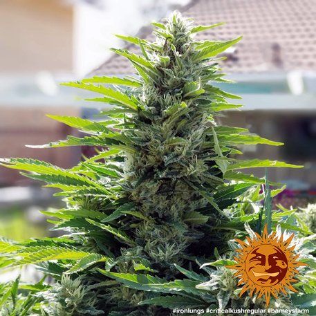 Critical Kush, Barney's Farm