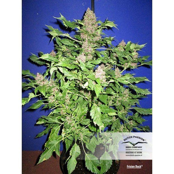 Frisian Duck feminised, Dutch Passion