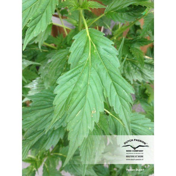 Frisian Duck feminised, Dutch Passion