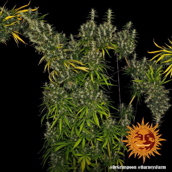 Dr. Grinspoon Feminised, Barney's Farm