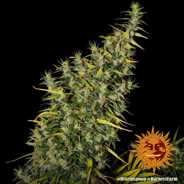Dr. Grinspoon Feminised, Barney's Farm