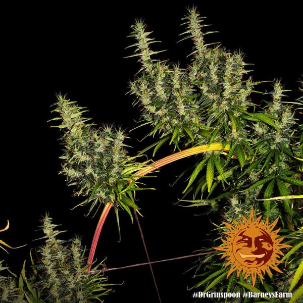 Dr. Grinspoon Feminised, Barney's Farm