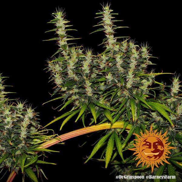 Dr. Grinspoon Feminised, Barney's Farm