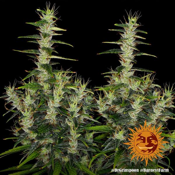 Dr. Grinspoon Feminised, Barney's Farm