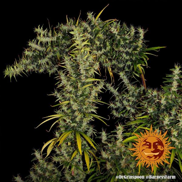 Dr. Grinspoon Feminised, Barney's Farm