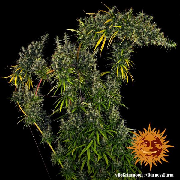 Dr. Grinspoon Feminised, Barney's Farm