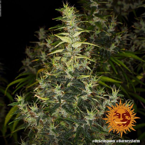 Dr. Grinspoon Feminised, Barney's Farm