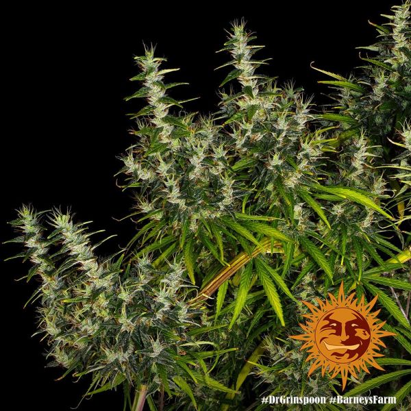 Dr. Grinspoon Feminised, Barney's Farm