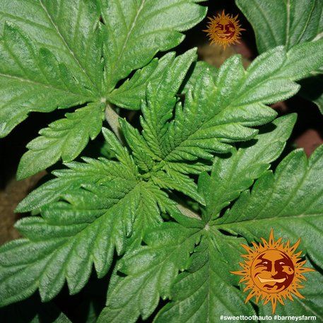 Auto Sweet Tooth feminised, Barney's Farm