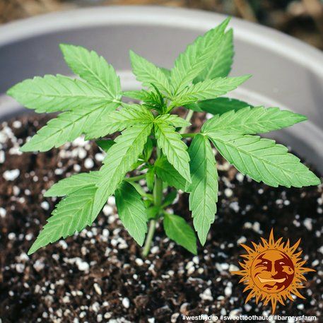 Auto Sweet Tooth feminised, Barney's Farm