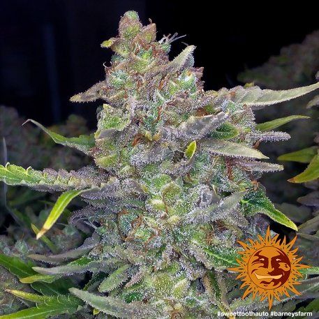 Auto Sweet Tooth feminised, Barney's Farm