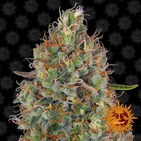 Auto Sweet Tooth feminised, Barney's Farm