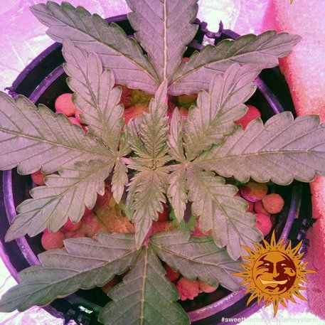 Auto Sweet Tooth feminised, Barney's Farm