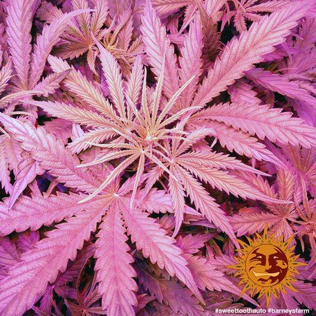 Auto Sweet Tooth feminised, Barney's Farm