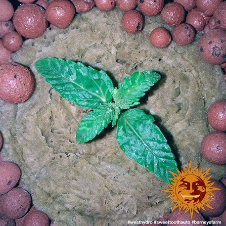 Auto Sweet Tooth feminised, Barney's Farm