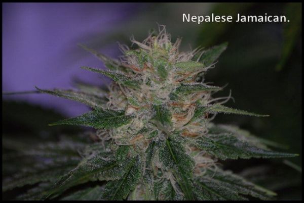 Nepal Jam, 5 шт звичайних, 5