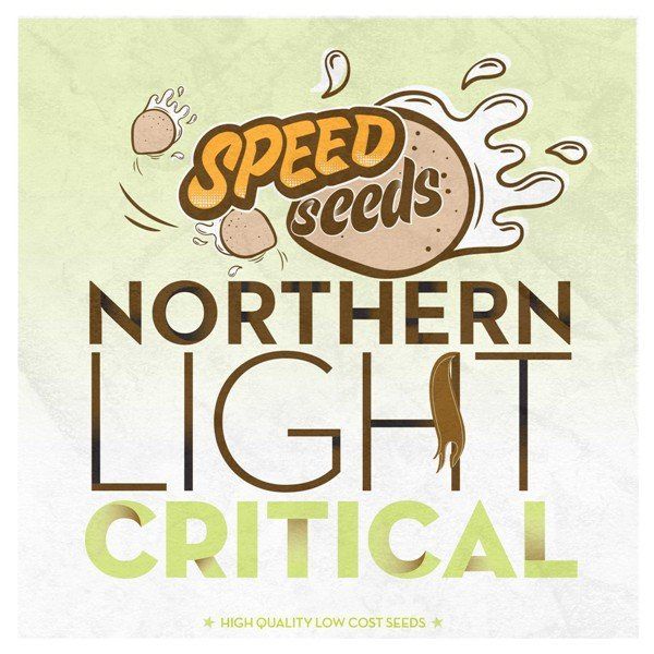 Northern Light x Critical feminized, Speed Seeds