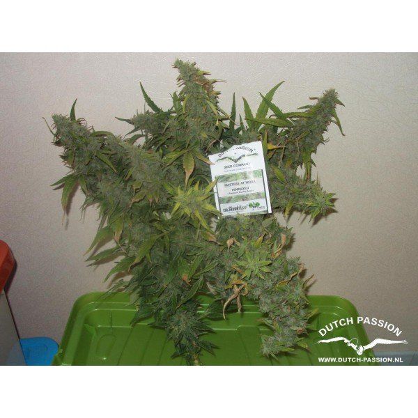 CBD Skunk Haze feminised, Dutch Passion