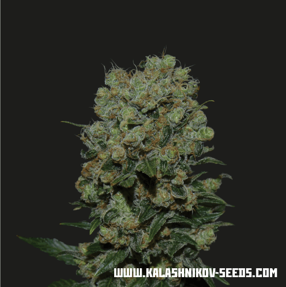 Kalashnikov Original Express fem, Kalashnikov Seeds