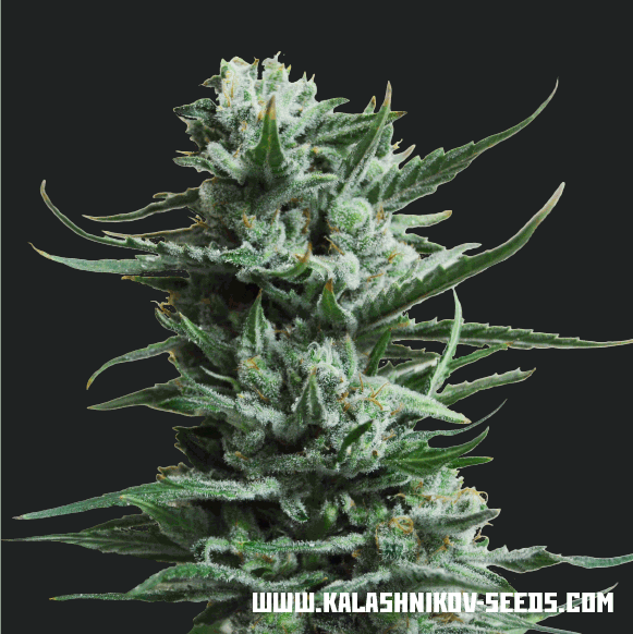 Siberian Haze (Haze X AK47) fem, Kalashnikov Seeds