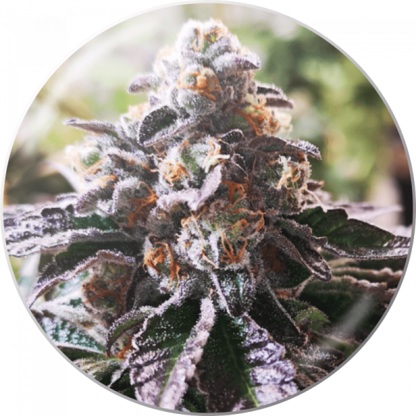 Cookies Purple Punch feminized, Medical Seeds