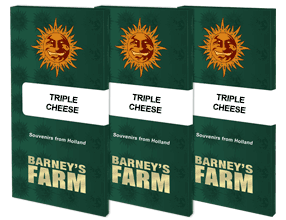 Triple Cheese Feminised, Barney's Farm