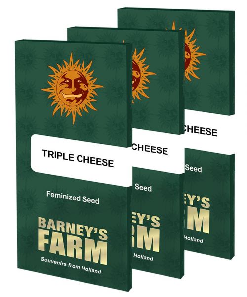 Triple Cheese Feminised, Barney's Farm