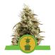 Auto Royal Jack feminized, Royal Queen Seeds