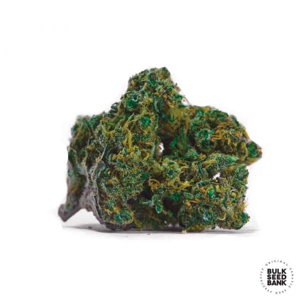 Special Lime Haze feminized, Bulk Seed Bank