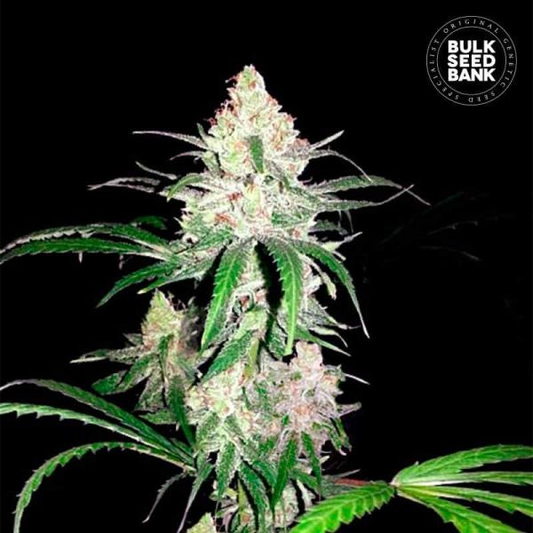 Special Lime Haze feminized, Bulk Seed Bank