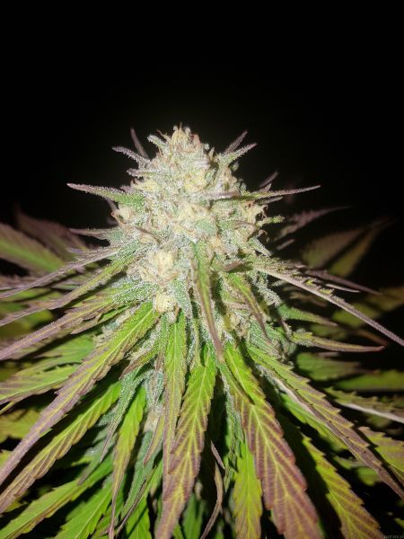 Fast Version F1 Jack 47 SWS51 feminized, Sweet Seeds