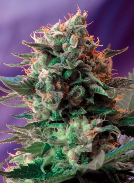 Fast Version F1 Jack 47 SWS51 feminized, Sweet Seeds