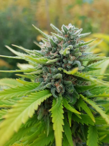 Fast Version F1 Jack 47 SWS51 feminized, Sweet Seeds