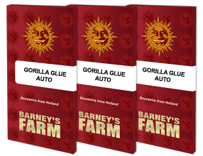 Auto Gorilla Glue Feminised, Barney's Farm