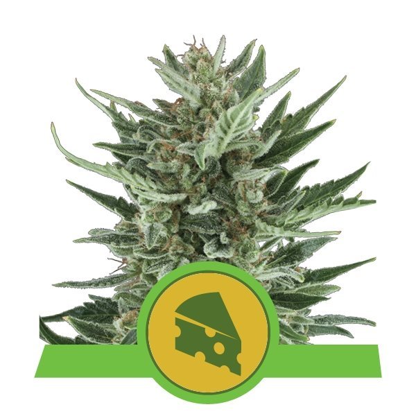 Auto Royal Cheese feminized, Royal Queen Seeds