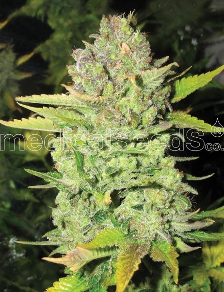 Devil Fruit feminized, Medical Seeds