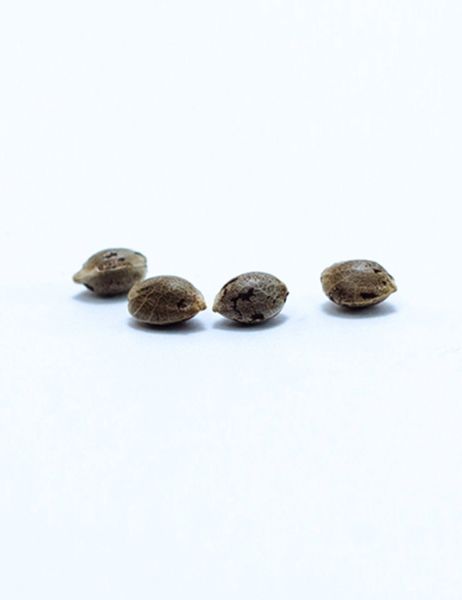 Devil Fruit feminized, Medical Seeds