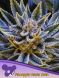 Auto Pineapple Runtz feminized, Anesia Seeds