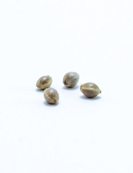Channel+ feminized, Medical Seeds