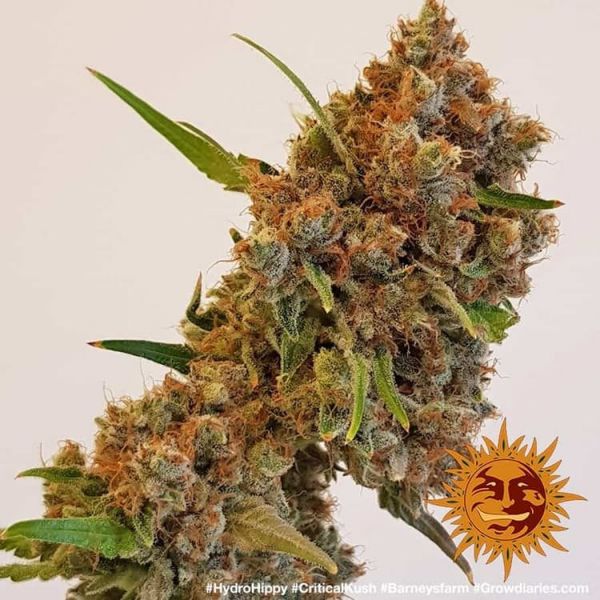 Critical Kush Feminised, Barney's Farm