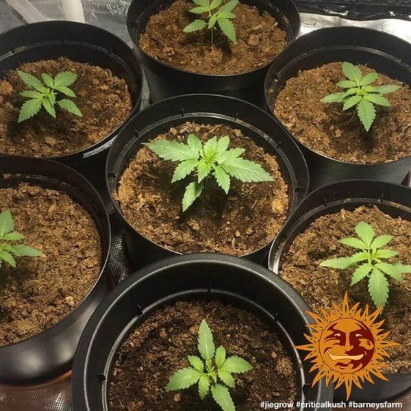 Critical Kush Feminised, Barney's Farm