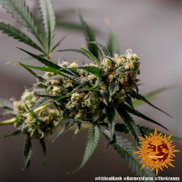 Critical Kush Feminised, Barney's Farm