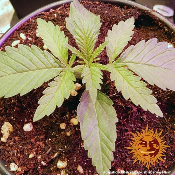 Critical Kush Feminised, Barney's Farm