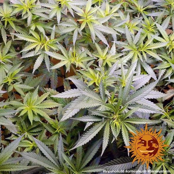 Critical Kush Feminised, Barney's Farm