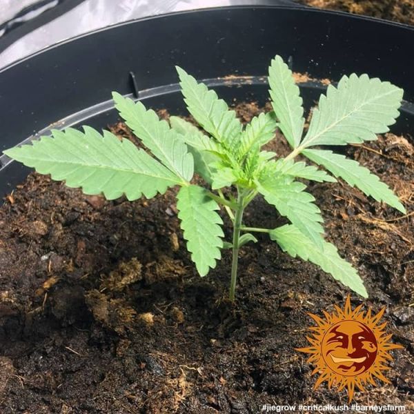 Critical Kush Feminised, Barney's Farm